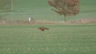 Fox escapes West Norfolk Foxhounds as hunt watch on // West Norfolk Foxhounds, 07.02.22