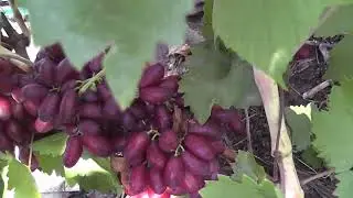Сорт винограду 