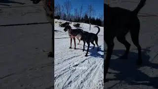 Bring Back the Snow