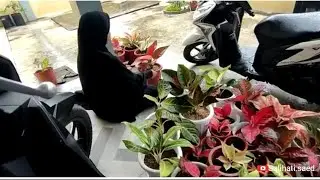 rutinitas ibu rumah tangga part 8