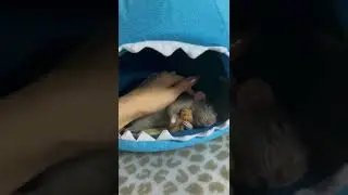 милая крыска спит 😍
