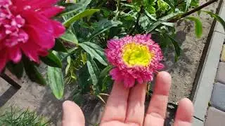 СЬОГОДНІ ФРАНЦУЗЬКА КУХНЯ...-ВИБАЧТЕ НЕ ЗАПРОШУЮ!