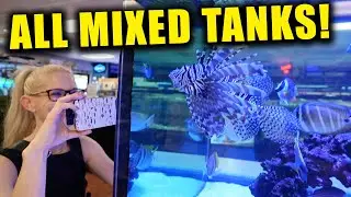 All the fish live TOGETHER in this aquarium store!