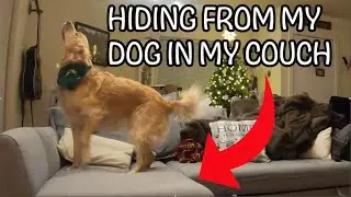 Hiding From My Dog Inside My Couch