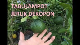 TABULAMPOT JERUK DEKOPON