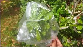 Transpiration activity#science easy activities#viral@Happy learning