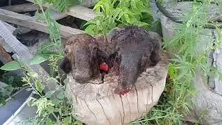 Мясо ням - ням!