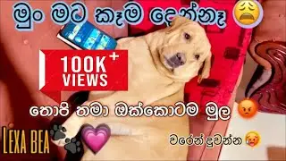 උබලගෙ බලු වැඩ හින්ද මට වෙච්ච දේ බලපම් 😩💔
