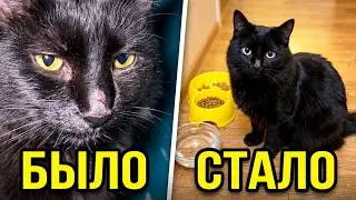 Rescue a beaten cat. Taken from the flayer (English subtitles) / SANI vlog