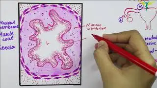 Histology of Fallopian Tubes \ Uterine Tube