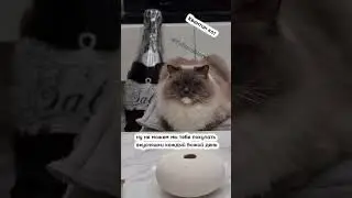 Жиза😸 #рекомендации #шортс #смешныевидео #кот #приколы #юмор #топ #популярное #shorts #shortvideo