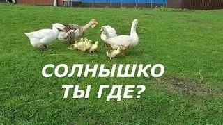 ЖИЗНЬ  В ДЕРЕВНЕ//Первый выгул гусят//Танец Мартина//