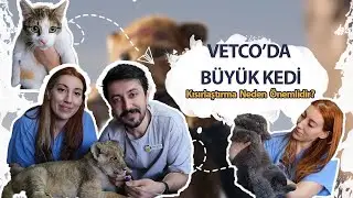 VETCO'DA BÜYÜK KEDİ: Kısırlaştırma Neden Önemlidir?