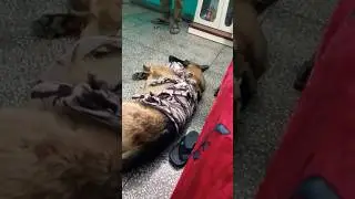 kya fyda isko kambal udhane ka🙃😂#funnydogs#dogs #youtubeshorts#viral#winter #doglover#cute#trending