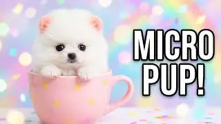 Micro Pomeranian Puppies 🐕 Sweetest Little Cuties 
