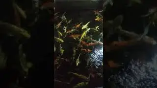 Look at the Fish 🐟🐟🐟