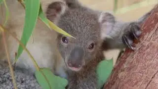 Koala haqida qiziq fakt. Odamnikiga o'xshash barmoq izlari mavjud hayvon.