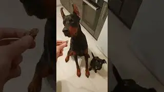 собака