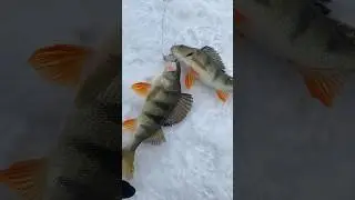 Лучшая поклевка, ДУПЛЕТ