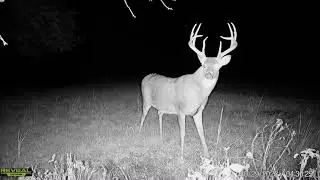 Huge one-eyed whitetail deer notices trail camera