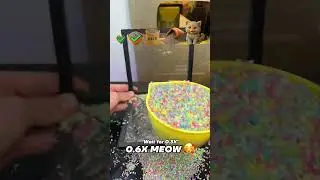 Rainbow cat EVOLUTION! 😍