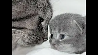 Смешные кошки, коты и котята. Cборка лучших видео! YouTube...