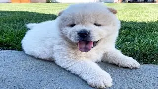Chow Chow | Funny and Cute Moments 😁❤