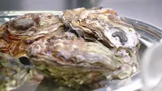 改善海洋生態基金：擴大蠔殼回收規模