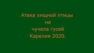 Охота на гуся. Нападение хищной птицы на чучела. Карелия 2020