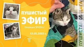 Операция SPIZDILI дачных котов
