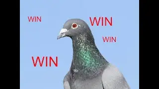 Will I win the Pigeon race