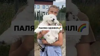 Поляки удивили! #польша