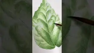 Realistic watercolor practice for beginners 