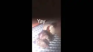 Chicken Hatching