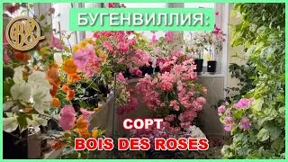 Бугенвиллия сорта Bois des roses
