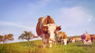 Ünal Yem Tanıtım Filmi İngilizce