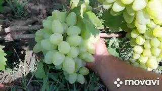 Огляд виноградника станом на 05.08.24 р. частина третя,  цікаві форми Калугіна Віктора і не тільки
