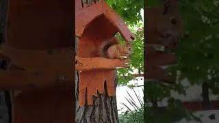 Адлерская белочка
