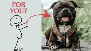 Is a Staffordshire Bull Terrier Right for You
