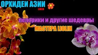 Секретные орхидеи на Тайвани - Обзор своими глазами