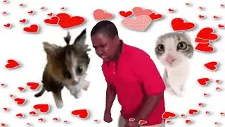 Абажаю ябучие мемы про котяков