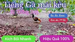 Tiếng Gà mái Rừng Kêu * Khi Bị Trống Đạp * Kích Chất 100%