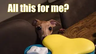 Quarantine day with my dog. Let's do some indoor activities!