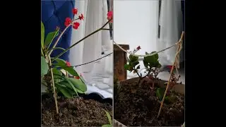 İp İle Damla Sulama Sistemi (5 GÜN DENEDİK)