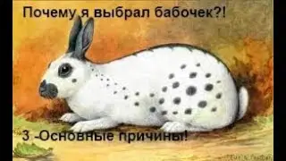 Почему я выбрал кроликов породы 