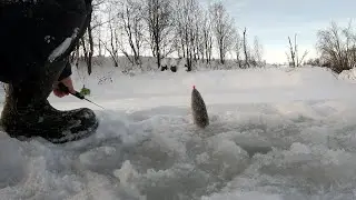 Хариус зимой. Холодно.