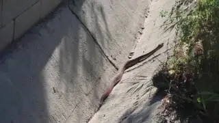 San Clemente Rattle Snake