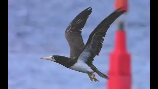 Brown Booby at South Gare, 21st September, 2023.