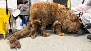 She Was Found as a Stray and Slowly Suffocating Under Her Own Fur