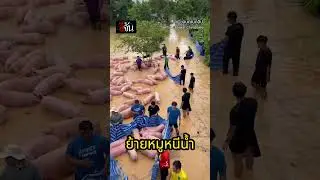 กู้ภัย โพสต์คลิป ช่วยหมูหนีน้ำท่วม เขาสมิง ตราด 